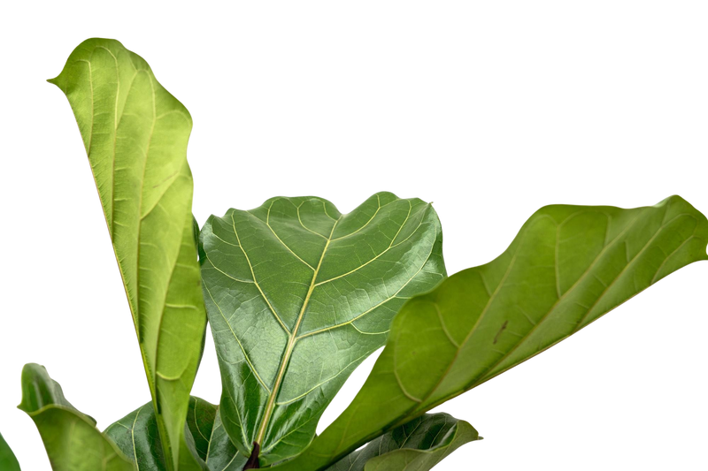 Ficus Lyrata vertakt