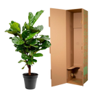 Ficus Lyrata vertakt