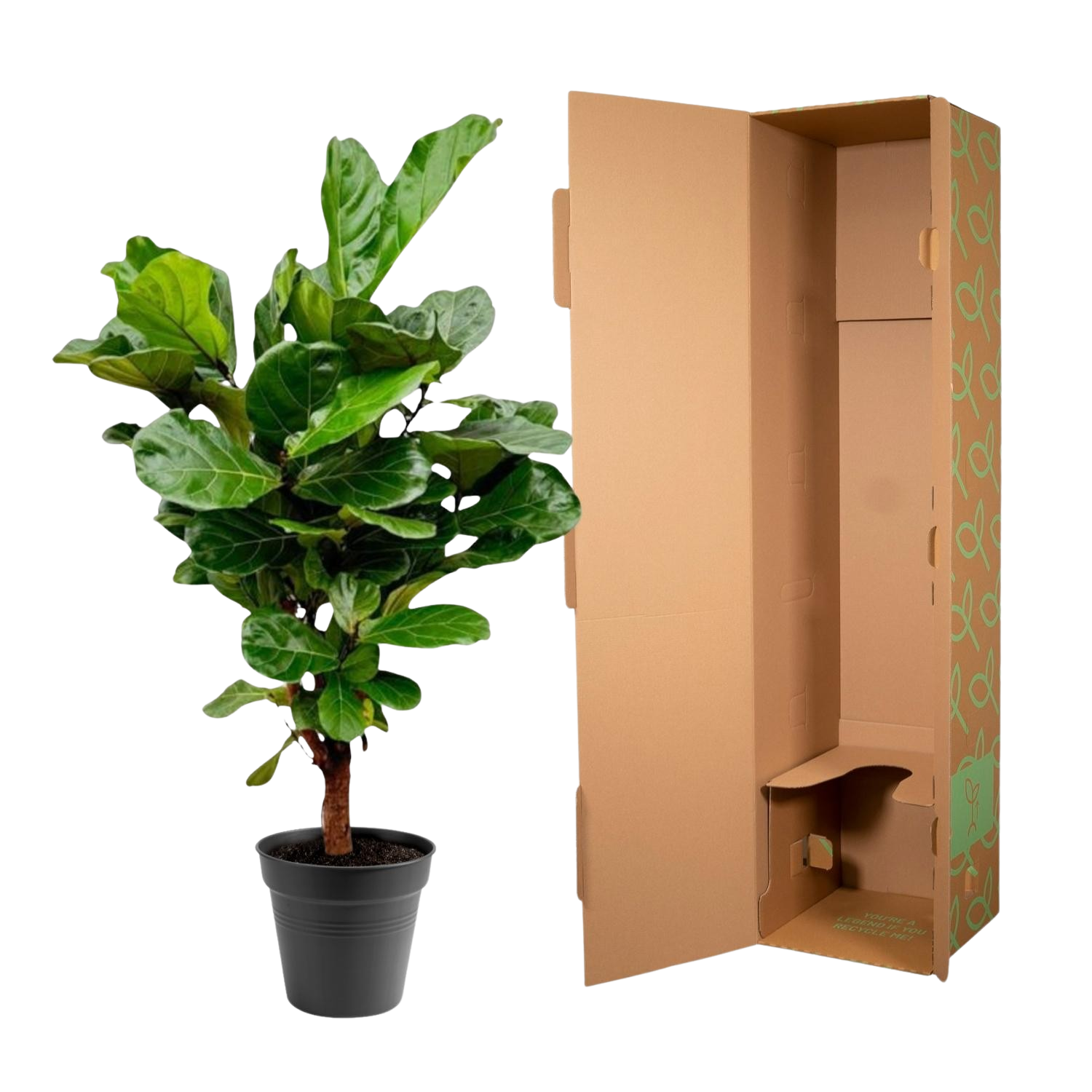 Ficus Lyrata vertakt