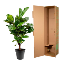 Ficus Lyrata vertakt