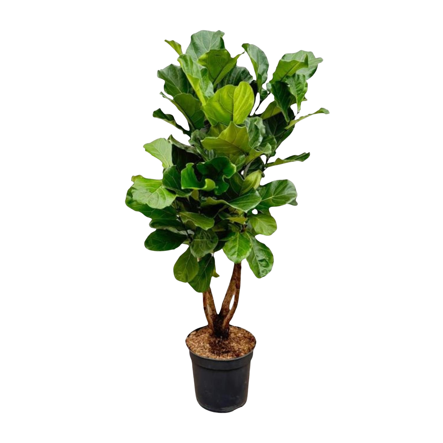 Ficus Lyrata vertakt