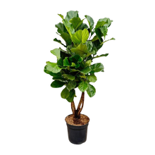 Ficus Lyrata vertakt