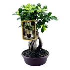 Ficus Microcarpa Ginseng