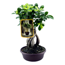 Ficus Microcarpa Ginseng