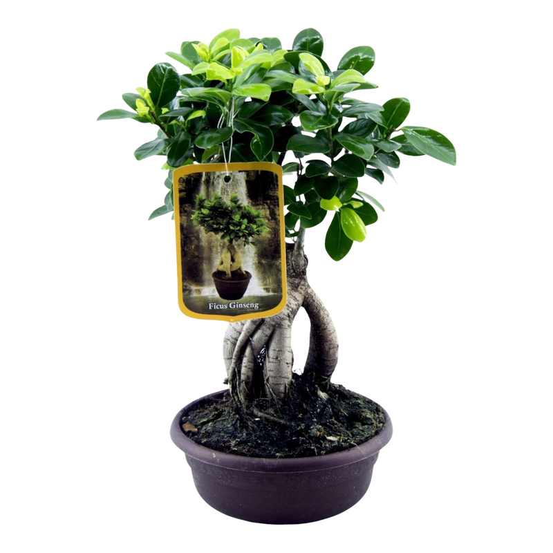 Ficus Microcarpa Ginseng