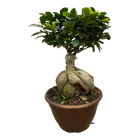 Ficus Microcarpa Ginseng
