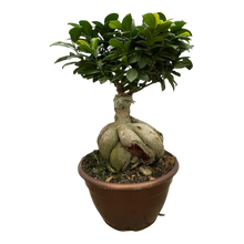 Ficus Microcarpa Ginseng