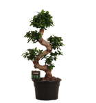Ficus Microcarpa Ginseng