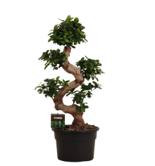 Ficus Microcarpa Ginseng