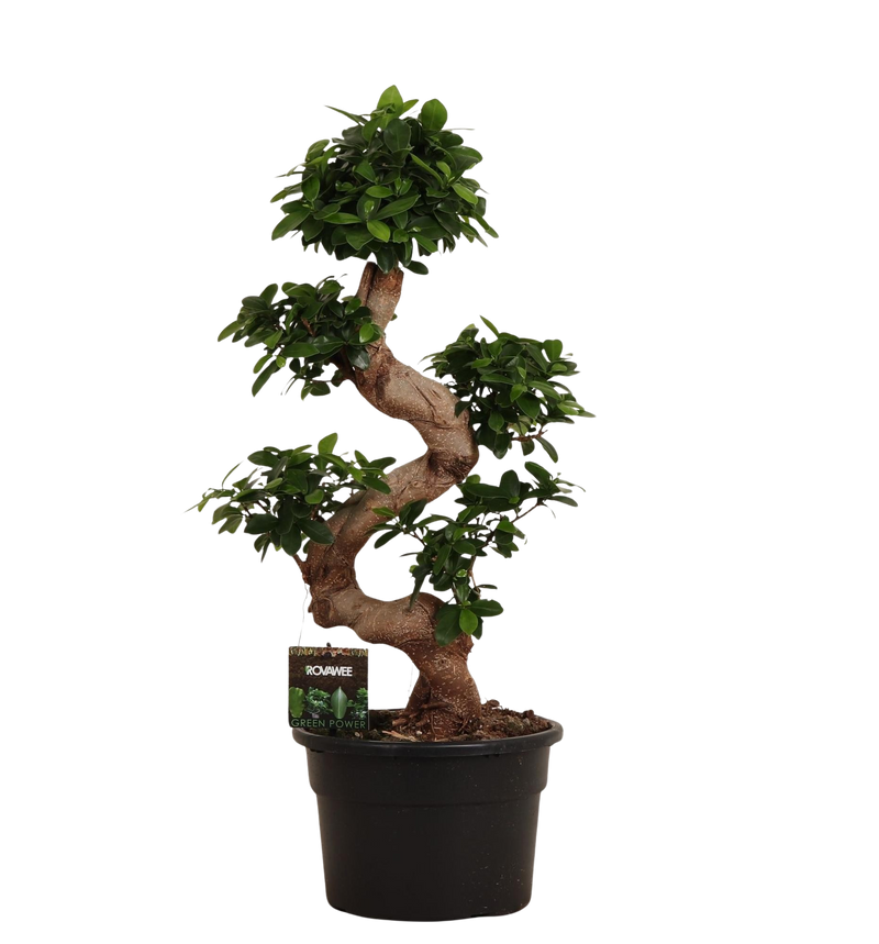 Ficus Microcarpa Ginseng