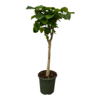 Ficus Umbellata stam