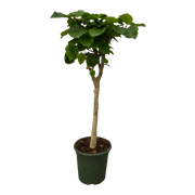 Ficus Umbellata stam Everspring