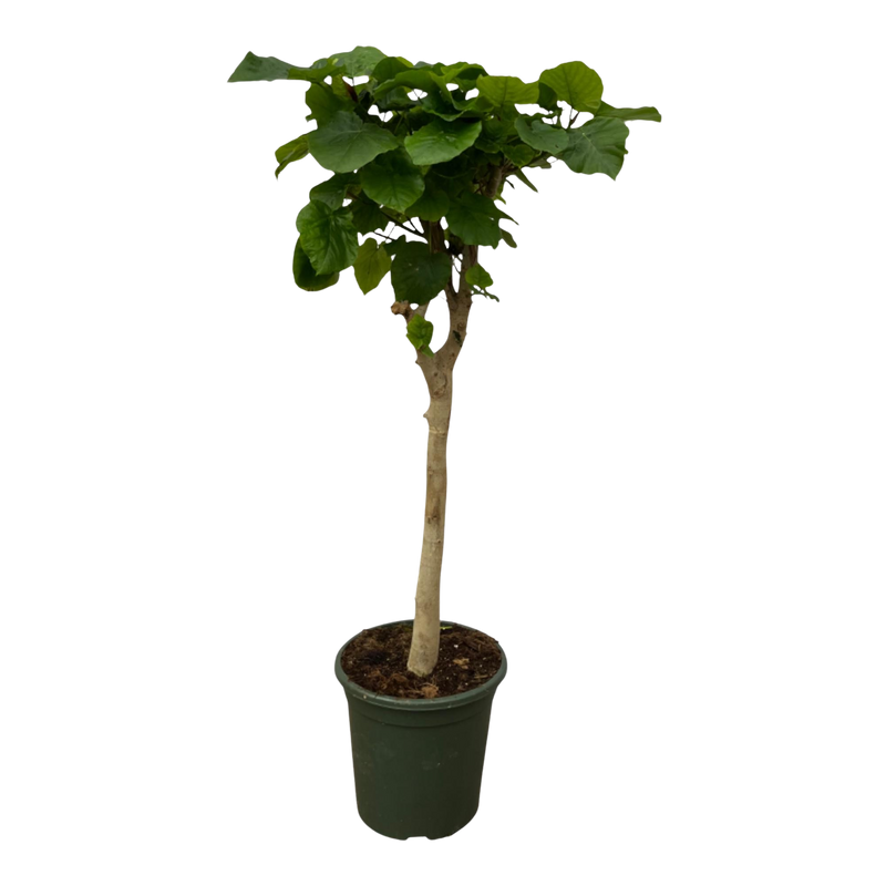Ficus Umbellata stam