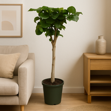 Ficus Umbellata stam