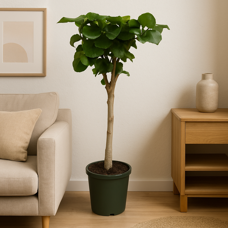 Ficus Umbellata stam
