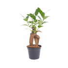 Ficus microcarpa ginseng bonsai