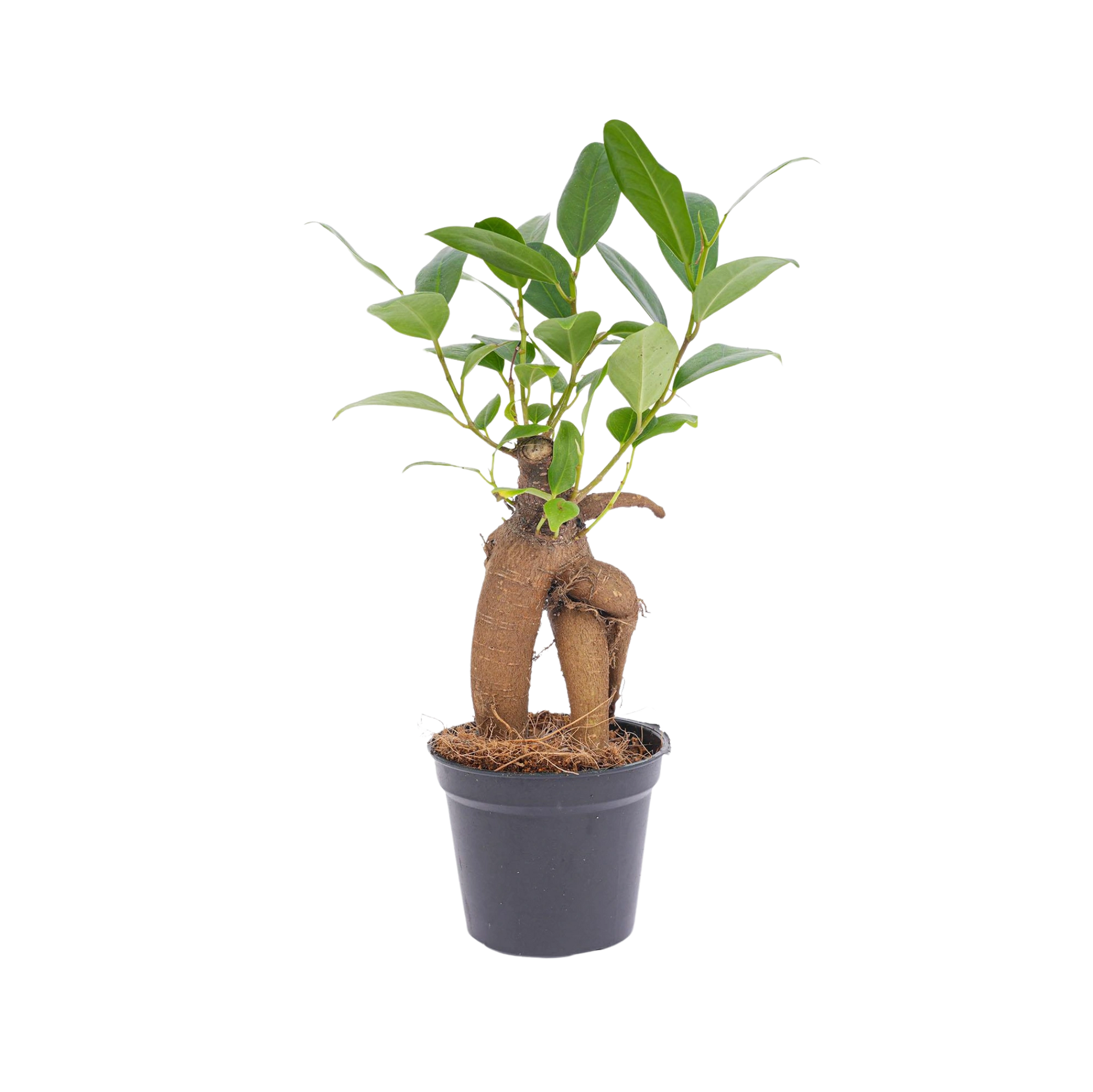 Ficus microcarpa ginseng bonsai
