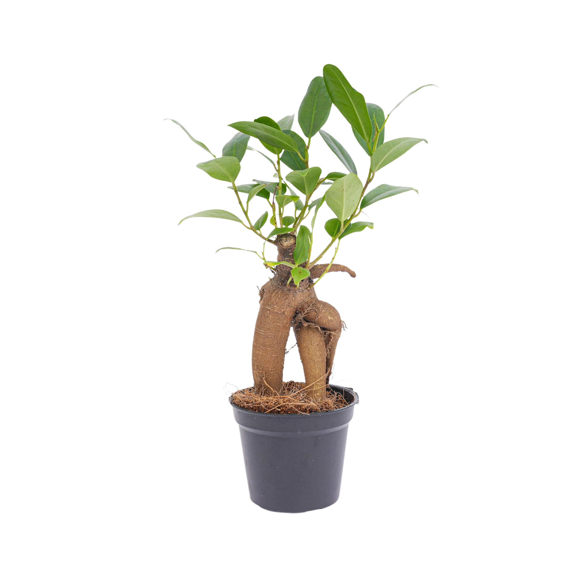 Ficus microcarpa ginseng bonsai