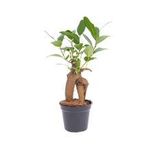 Ficus microcarpa ginseng bonsai