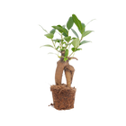 Ficus microcarpa ginseng bonsai