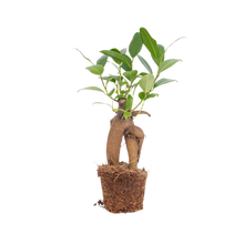Ficus microcarpa ginseng bonsai