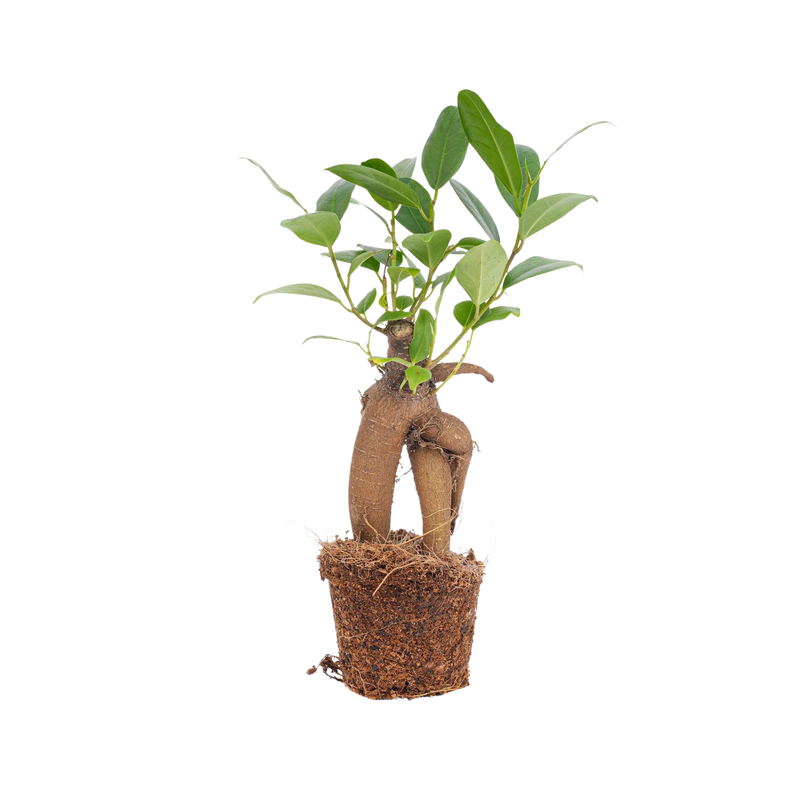 Ficus microcarpa ginseng bonsai