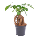 Ficus microcarpa ginseng bonsai