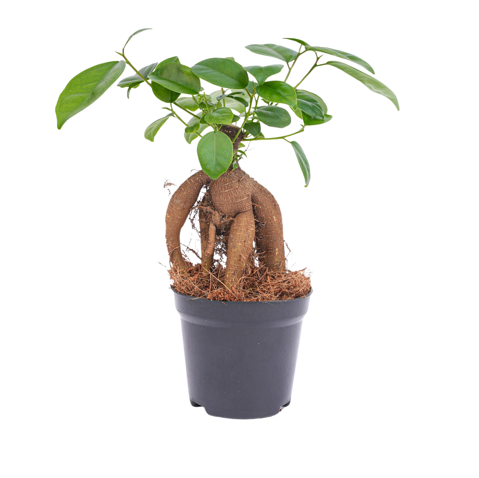 Ficus microcarpa ginseng bonsai