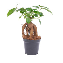 Ficus microcarpa ginseng bonsai
