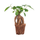 Ficus microcarpa ginseng bonsai