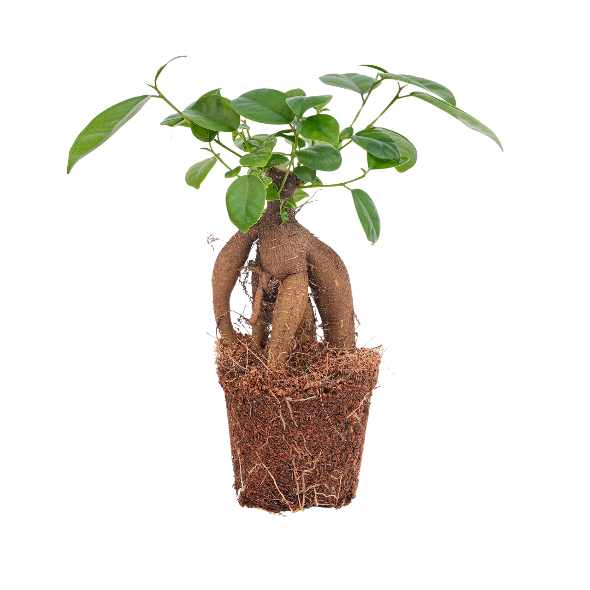 Ficus microcarpa ginseng bonsai