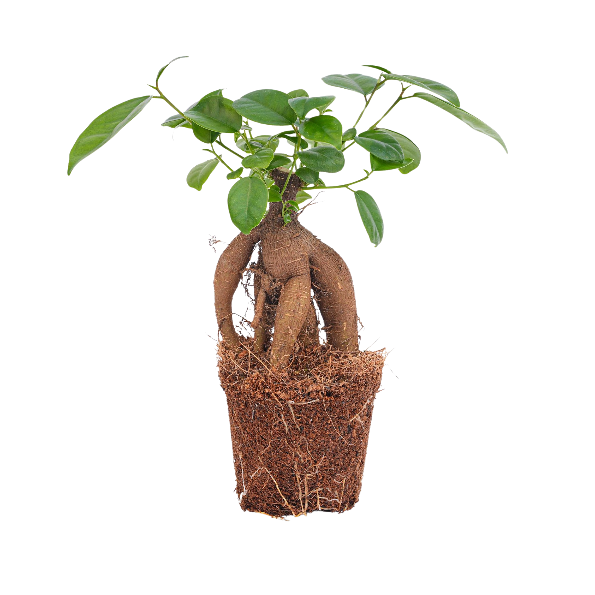 Ficus microcarpa ginseng bonsai