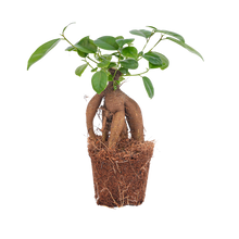 Ficus microcarpa ginseng bonsai