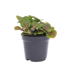 Fittonia Bubble Red