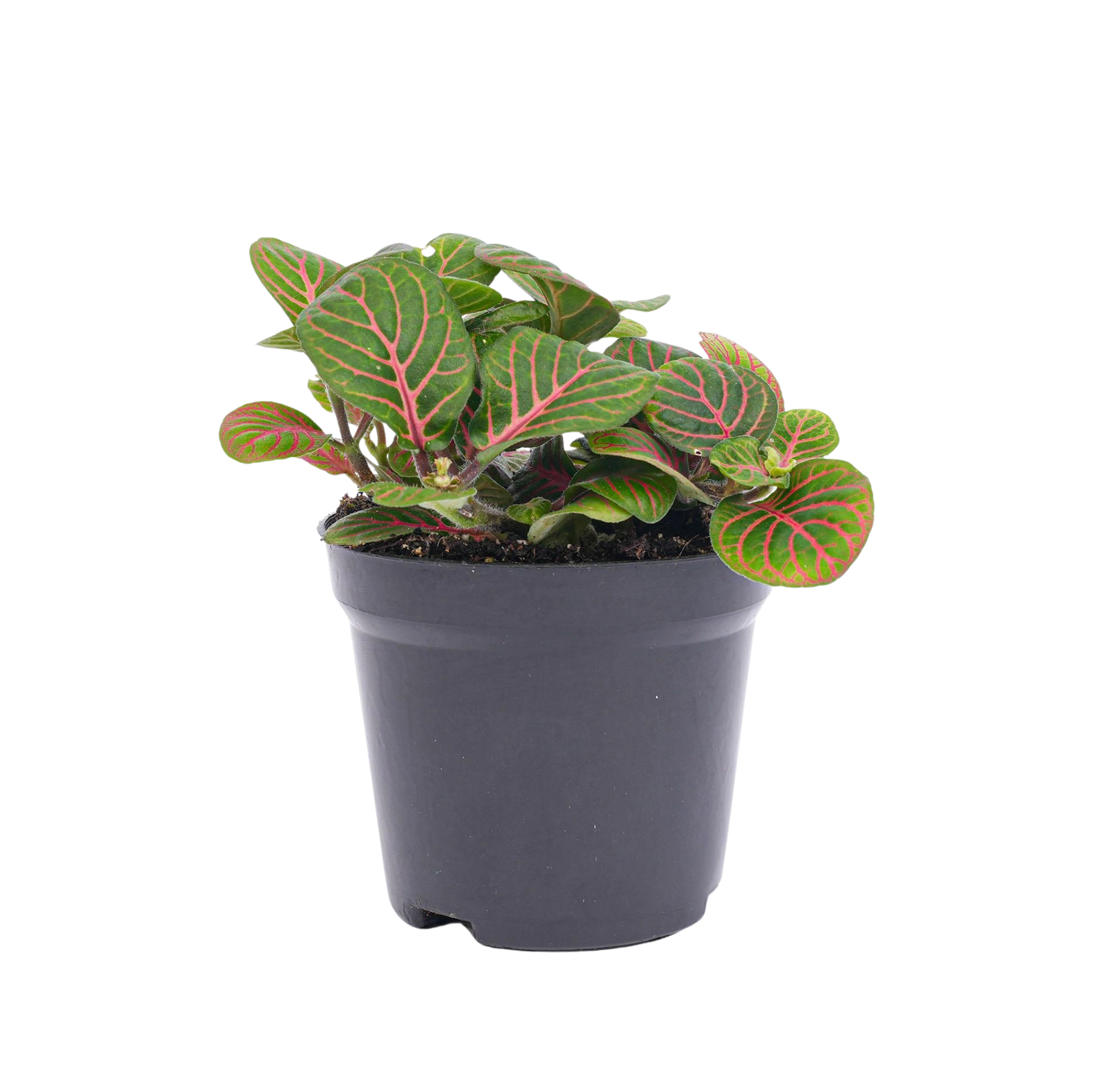 Fittonia Bubble Red