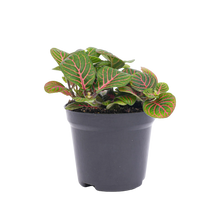 Fittonia Bubble Red