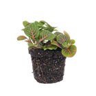 Fittonia Bubble Red