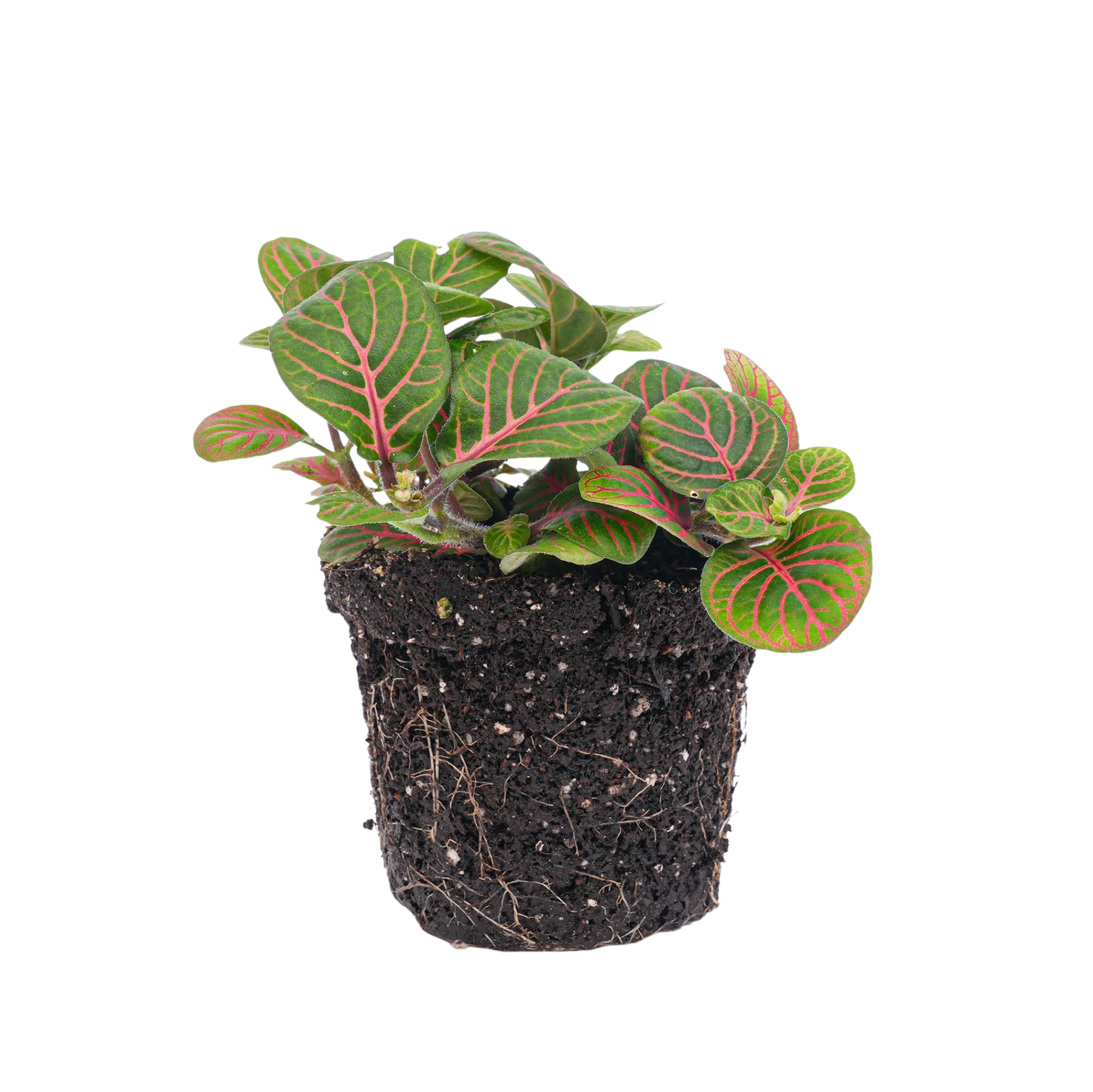 Fittonia Bubble Red