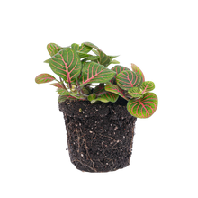 Fittonia Bubble Red
