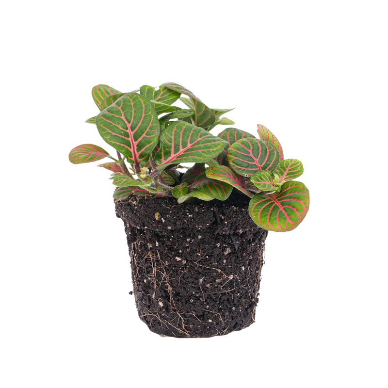Fittonia Bubble Red
