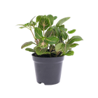 Fittonia Joly Josan