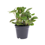 Fittonia Joly Josan