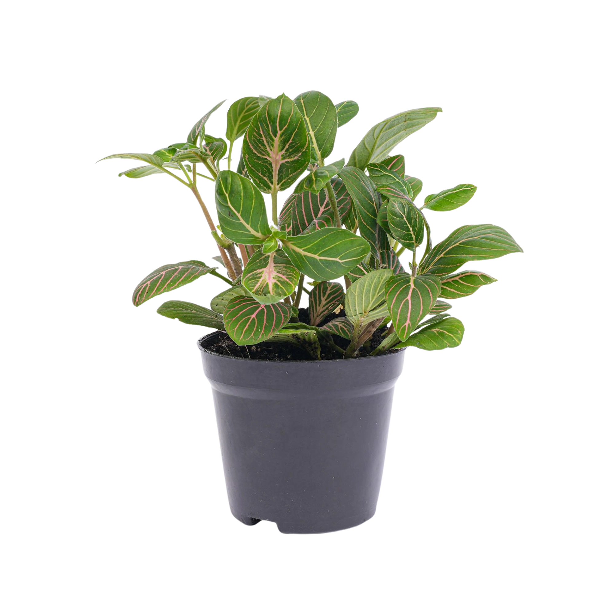 Fittonia Joly Josan