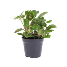 Fittonia Joly Josan