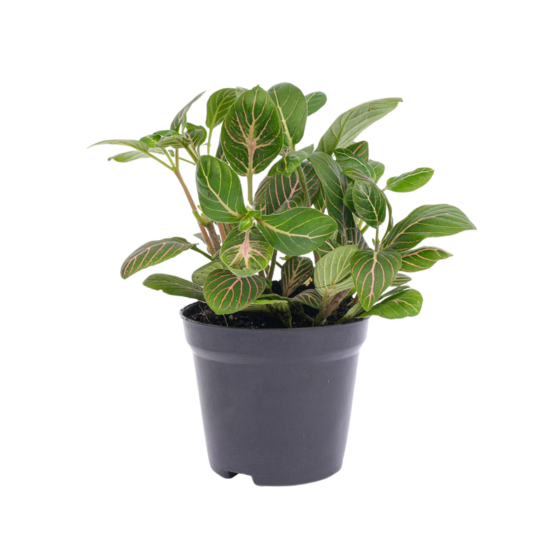 Fittonia Joly Josan