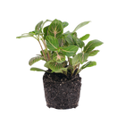 Fittonia Joly Josan