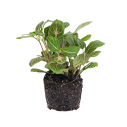 Fittonia Joly Josan
