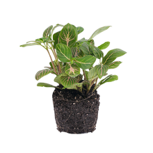 Fittonia Joly Josan