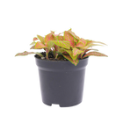 Fittonia Oranje Ruby Lime