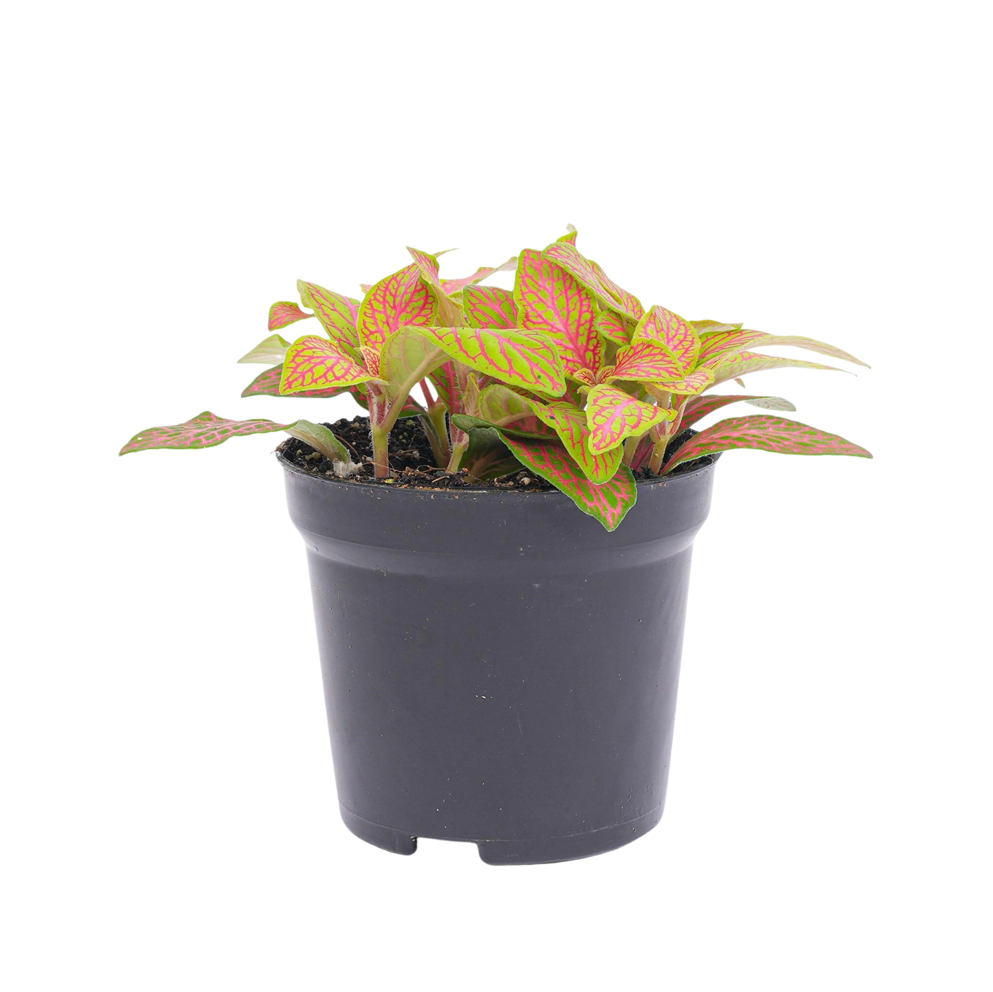 Fittonia Oranje Ruby Lime